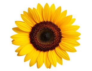 Fototapeta premium Close up of a sunflower on white background.