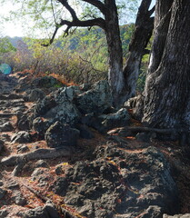 Obraz premium Photographie de la nature, île de La Réunion, août 2022