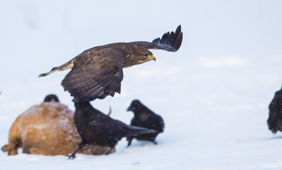 Fototapeta premium Common Buzzard in winter at a wetland