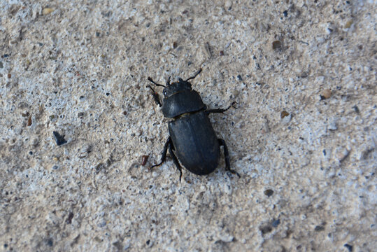 Black Beetle on Concrete Surface blaps halophila