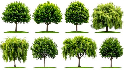 Collection of Various Tree Species Isolated.