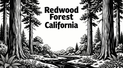 giant redwood forest landscapes with towering trees and lush woodland vegetation black and white vector illustration © Ethan