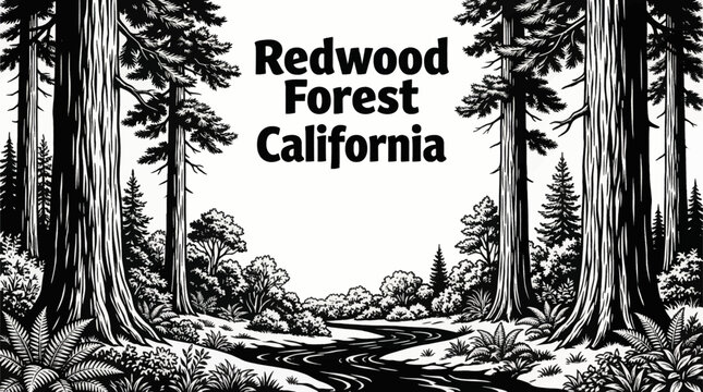 giant redwood forest landscapes with towering trees and lush woodland vegetation black and white vector illustration