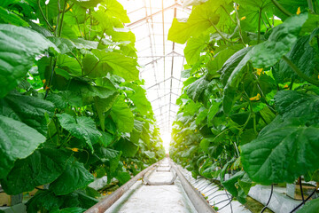 Healthy green cucumber plants grow in long, organized rows within a commercial greenhouse. Bright...