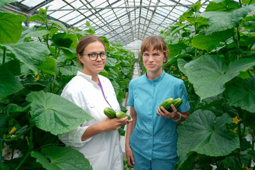 Obraz premium Two women workers smile while holding freshly harvested green cucumbers. They stand between tall rows of lush cucumber plants within a large, modern greenhouse, showcasing a successful cultivation.
