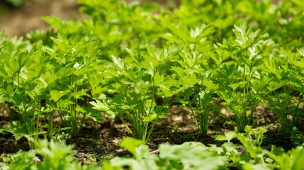 lovage. Lush lovage plants growing in an herb garden during the soft morning light. gardening catalogs, home-decor guides, designed for home decor and floral branding, promotes healthy living.
