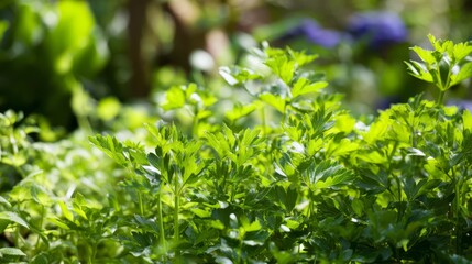 Obraz premium lovage. Lush lovage plants growing in an herb garden during the soft morning light. gardening catalogs, home-decor guides, designed for home decor and floral branding, promotes healthy living. 