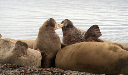 Morse, Odobenus rosmarus, Spitzberg, Svalbard, Norv&egrave;ge