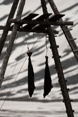 Phoque, chien de traineau, chenil, Longyearbyen, Spitzberg, Svalbard, Norv&egrave;ge