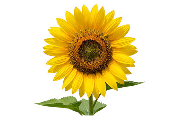 Obraz premium Vibrant sunflower with bright yellow petals and dark center against black background