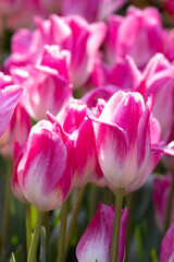 Fototapeta premium Pink-and-White Tulips in Morning Light