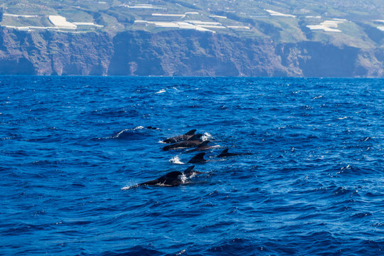 Group of the short-finned pilot whales (Globicephala macrorhynchus) in the Atlantic ocean near La Palma island, Canary, Spain