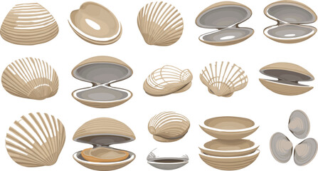 Clam shell illustration set with open and closed seashells pearl oyster marine elements © Miss