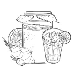 Collection of kombucha: mushroom, jar with kombucha tea. Super food. Vector hand drawn illustration