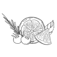 Lemon and mint illustration, drawing, engraving, ink, line art, vector