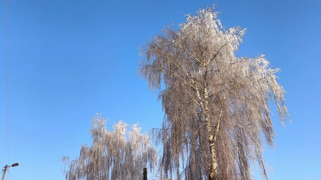 Frozen Willow Trees Against Clear Blue Sky - Winter Wonderland