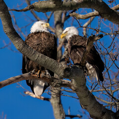 Bald Eagles couple