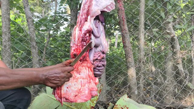 Sacrificial animal slaughter during Eid al-Fitr. Goat slaughter as a Muslim sacrificial animal.