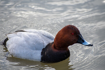 A Common Pochard dabbling on a lake.