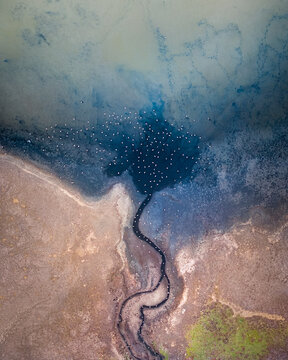 Aerial view of a dark stream meandering through the arid landscape into a dark lake spotted with white birds, Almaty, Almaty oblysy, Kazakhstan.
