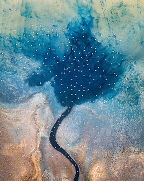 Aerial view of an abstract natural canvas where a deep blue pool hosts a multitude of birds, contrasting sharply with the surrounding tan and beige landscape, Almaty oblysy, Kazakhstan.