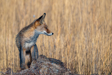 Red fox (Vulpes vulpes) profile in Spain © M. A. F. S.