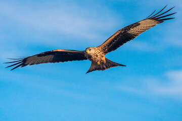 Fototapeta premium Red kite (Milvus milvus) flying against blue sky in Spain