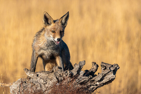 Red fox (Vulpes vulpes) standing on a tree stump in Spain