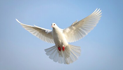 Obraz premium White dove in mid-flight against clear blue sky symbolizing peace purity freedom and spiritual transcendence