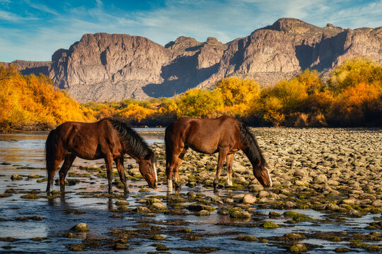 Salt River Wild Horses