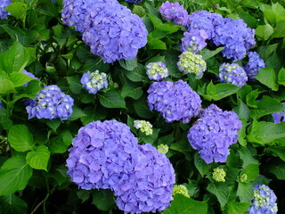 Blooming Purple Hydrangea Garden Scene
