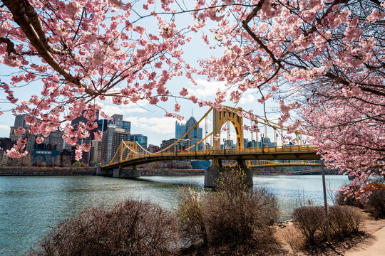 Blooming Cherry Blossoms in Pittsburgh