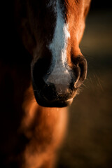 Naklejka premium horse muzzle snout close up detail shot