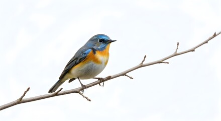 Fototapeta premium A Tickell's Blue Flycatcher Perches Peacefully on a Delicate Branch Against White Backdrop