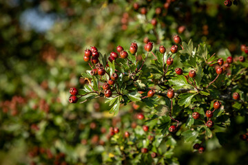 Berries on a hawthorn shrub, with a shallow depth of field