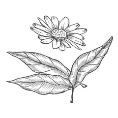 Hand drawn tea items chamomile, tea leaves, slice of lemon and mint leaves. Vector illustration sketch