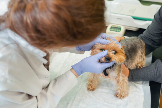 A veterinarian woman ophthalmologist examines the surface of the eye and conjunctiva of a decorative terrier dog.