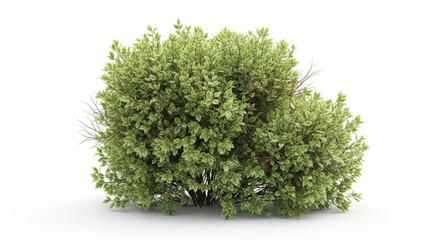 Obraz premium A lush green bush with dense foliage isolated on white background