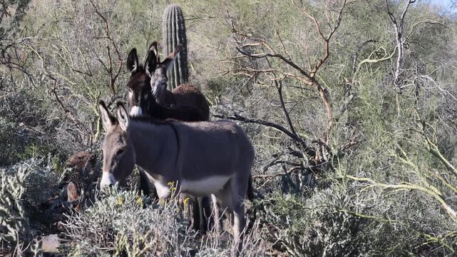 Wild burros in the Arizona Desert in Winter