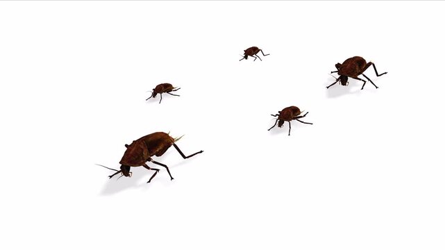 Moving or running big cockroaches with white and green screen background motion video clip