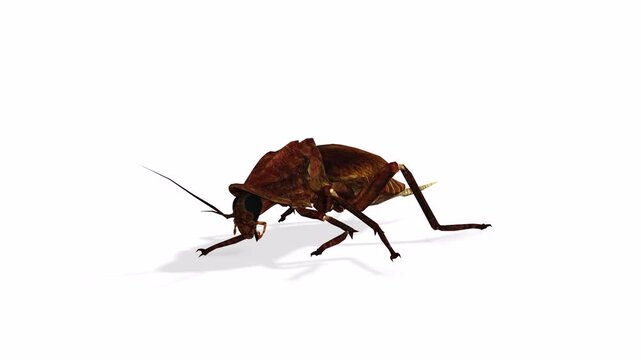 Moving or running big cockroaches with white and green screen background motion video clip