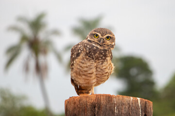Fototapeta premium Owl perched on wooden post in rural Brazil