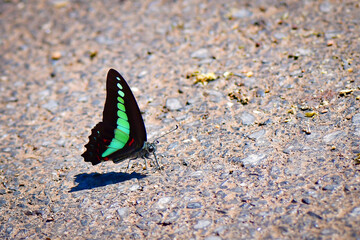 butterfly on the sand