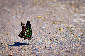 butterfly on the flower