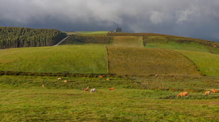 Green pastures with grazing cows