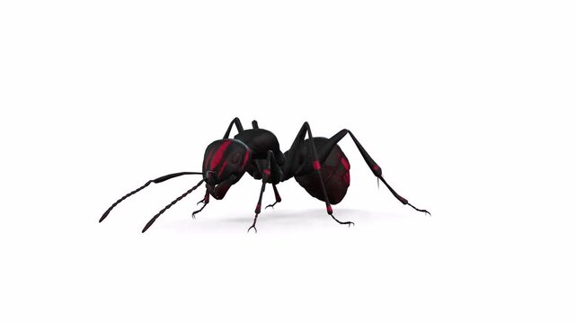 Red and black ants moving slowly with white background or green screen or chroma key video clip motion