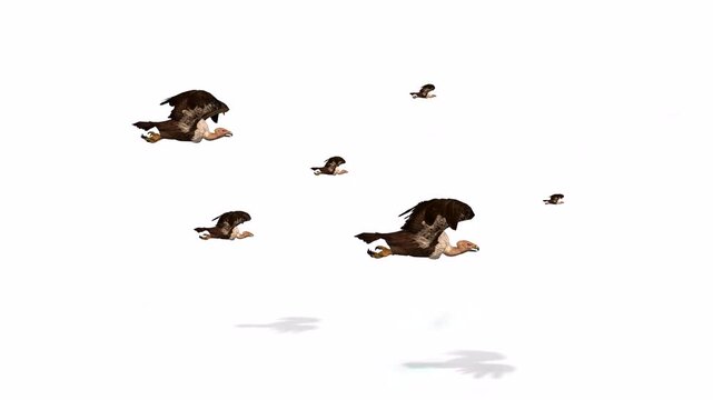 Vulture birds in the sky arts white background or green screen or chroma key