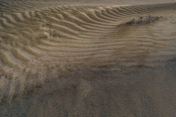 Wind Rippled Sand Surface With Soft Shadows and Texture