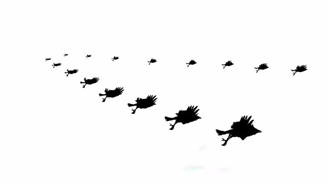 Flying eagle or vulture birds in the sky with white or green screen background motion video clip