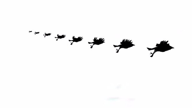 In lane flying birds with white background or chroma key or green screen video art animation